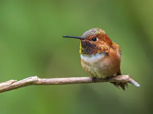 Isolated: Closeup of a male Rufous Hummingbird (Selasphorus rufus) perched on a branch