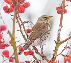 Apple: Closeup of a mistle thrush bird sitting on a snow covered ap