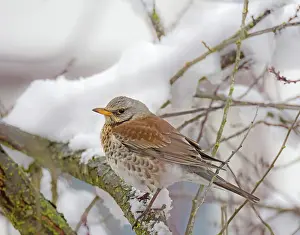 Freeze: Closeup of a mistle thrush bird sitting on a snow covered tr