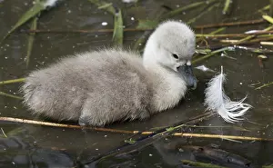 Cygnet: Closeup of one Mute swan cygnet swimming, Cygnus