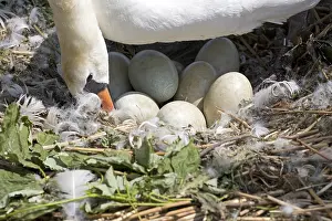 100818: Closeup of Mute swan, Cygnus olor, on nest turning
