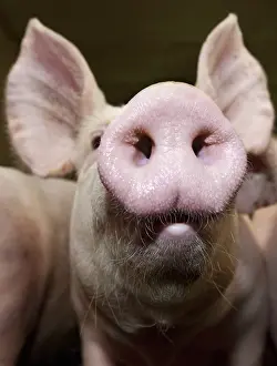 Rearing: Closeup of a piglet in a pig farm France