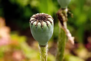 Seedhead: Closeup of poppy seedhead UK