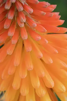 Succulent: Closeup of the red hot poker tubular flowers, New Mexico
