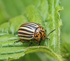 Section: Closeup shot of a Colorado potato beetle on green potato leaf