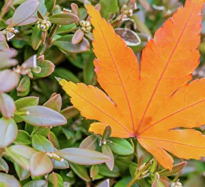 Vein: Closeup of single yellowing orange leaf with red