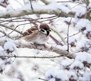 Sparrow: Closeup of a sparrow sitting on a snow covered tree