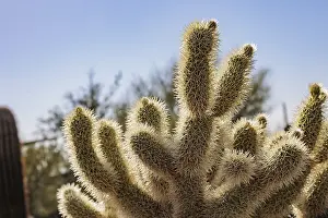 Local: Closeup of a teddy bear cholla (Cylindropuntia bigelovii) cactus at the White Tank Mountain Regional Park in Phoenix
