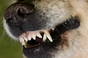 Hooks: Closeup of the teeth of a Golden Retriever France