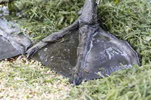Webbed: Closeup of webbed foot of Mute swan, Cygnus olor