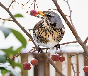 Picking: Closeupo of fieldfare bird picking an apple