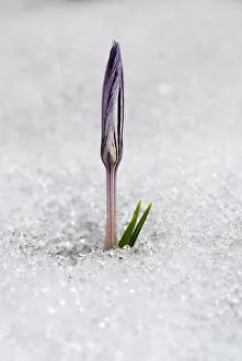 Reticulatus: Cloth-of-gold Crocus (Crocus reticulatus)