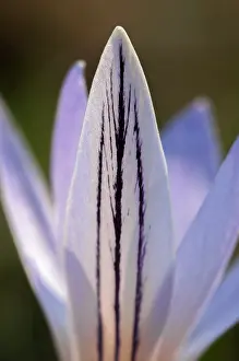 Reticulatus: Cloth-of-gold Crocus (Crocus reticulatus) petal