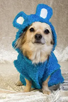 Masquerade: Clothes for dogs, bunny costume