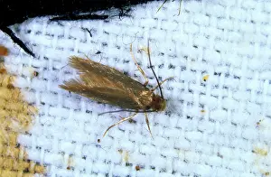 Tineola: Clothes moth