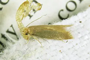 Clothes: Clothes Moth