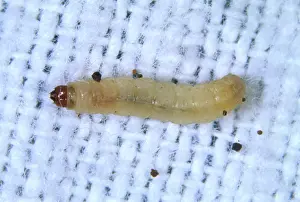 Tineola: Clothes moth caterpillar