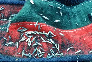 Clothes: CLOTHES MOTH - pupae on felt boots