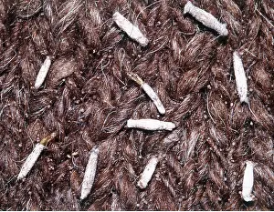 Infestations: CLOTHES MOTHS - larvae / caterpillars on fabric