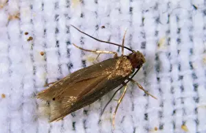 Tineola: Clothing Moth
