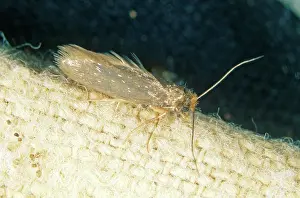 Tineola: Clothing Moth