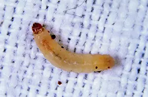 Tineola: Clothing Moth Larva
