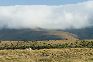Gazelles: Cloud blanket enveloping mountain tops with springbok