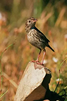 Cisticolas: Cloud CISTICOLA