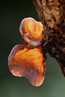 Jelly: Cloud Ear Fungus (Auricularia auricula-judae) i