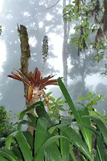 Bromeliads: Cloud forest - with bromeliad