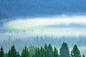 Schwyz: Cloud Forest, Canton Schwyz, Switzerland, Europe
