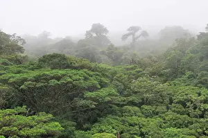 Monteverde: Cloud forest, Monteverde, Costa Rica