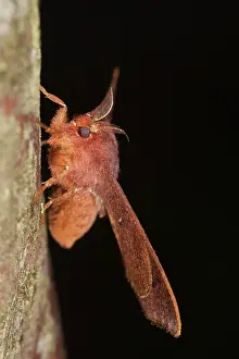 Pete: Cloud Forest Moth, Mindo, Cloud Forest