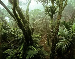 Lord: Cloud forest on summit of Mt Gower, 875 m Lord Howe Island