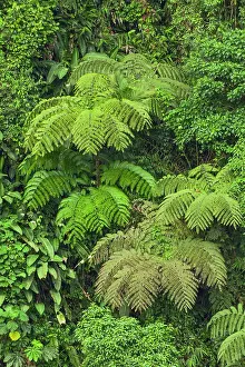 Rica: Cloud forest trees and vegetation in the mountains
