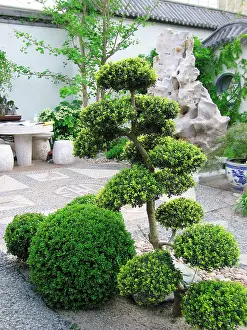 Pruned: Cloud Pruned Tree - in Japanese garden