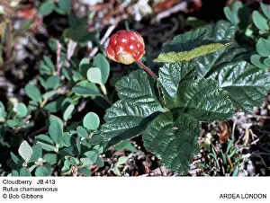 J Laurie: CLOUDBERRY