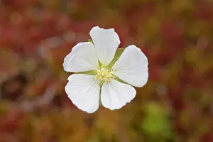 Vaermland: Cloudberry
