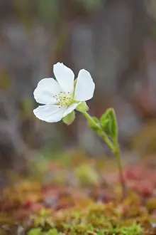 Vaermland: Cloudberry