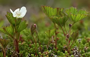 Rubus: Cloudberry - in flower on bog surface