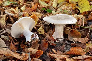Funnel: Clouded agaric, Cloud funnel, Chaumontel, For t