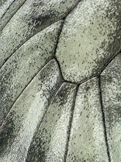 Parnassius: Clouded Apollo