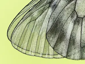 Parnassius: Clouded Apollo