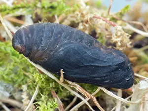 Parnassius: Clouded Apollo
