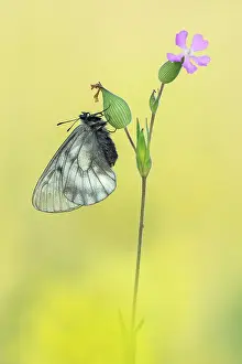 Parnassius: Clouded Apollo