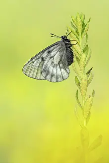 Parnassius: Clouded Apollo