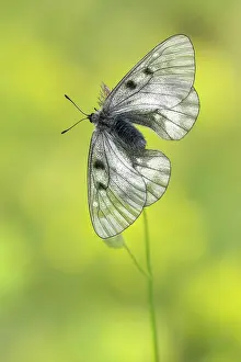 Parnassius: Clouded Apollo