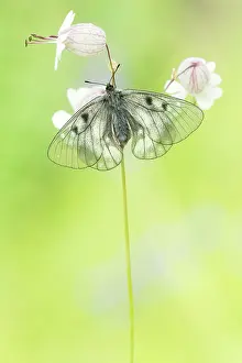 Parnassius: Clouded Apollo
