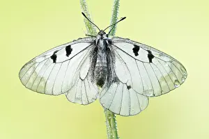 Parnassius: Clouded Apollo
