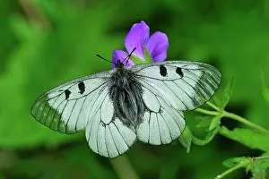 Parnassius: Clouded Apollo Butterfly
